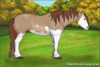 Horse Color:Red Dun Splash  and Red Dun Splash Rabicano 