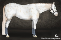 Horse Color:White Spotted Gold Champagne Dun Splash Frame Appaloosa 
