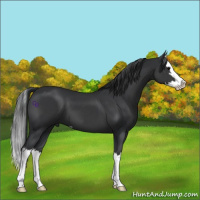 Horse Color:Black Sabino Splash 