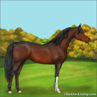 Horse Color:Brown 