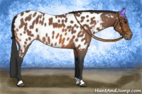 Horse Color:Bay Roan Appaloosa 