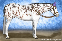 Horse Color:Bay Splash Near Leopard 