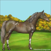 Horse Color:White Spotted Chocolate Palomino 