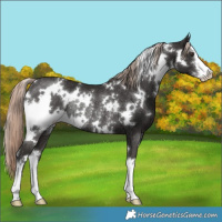 Horse Color:White Spotted Liver Chestnut Mushroom Rabicano 