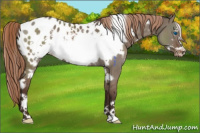 Horse Color:White Spotted Liver Red Dun Frame Appaloosa 
