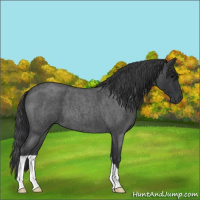 Horse Color:Blue Roan 