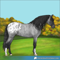 Horse Color:Blue Roan Appaloosa 