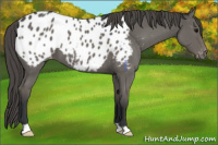Horse Color:Grullo Appaloosa 