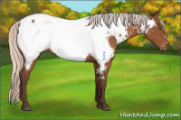 Horse Color:Silver Buckskin Appaloosa 