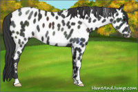 Horse Color:Black Appaloosa 