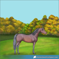 Horse Color:Watercolor Bay 