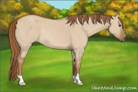 Horse Color:Red Dun Rabicano 