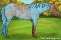 Horse Color:Red Roan 