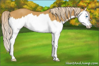 Horse Color:Palomino Splash