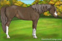 Horse Color:Chocolate Palomino 