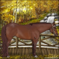 Horse Color:Chocolate Bay