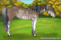 Horse Color:Brown Dun Sabino Rabicano 