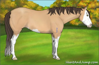 Horse Color:Amber Champagne Splash 