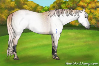 Horse Color:Gray Void Nacre Palomino Sabino Splash Rabicano 
