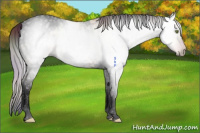 Horse Color:Gray Void Nacre Amber Champagne Dun Tobiano Blanket Rabicano 