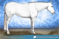 Horse Color:Blue Roan Splash Tobiano Appaloosa 