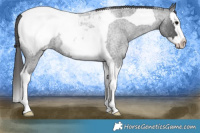Horse Color:Blue Roan Splash Tobiano Appaloosa 