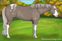 Horse Color:Silver Grullo Sabino Splash Appaloosa 