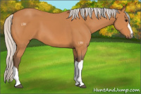 Horse Color:Silver Bay 