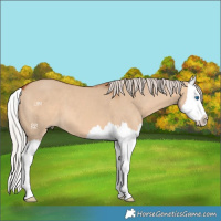 Horse Color:Silver Bay Dun Splash 