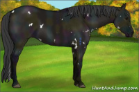 Horse Color:White Spotted Midnight Grullo 