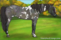 Horse Color:White Spotted Midnight Buckskin Ice Roan Dun 