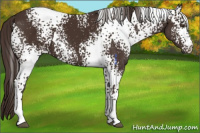 Horse Color:White Spotted Liver Chestnut 