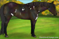 Horse Color:White Spotted Midnight Brown 