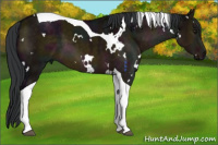 Horse Color:White Spotted Midnight Brown Dun Tobiano
