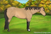 Horse Color:Buckskin 