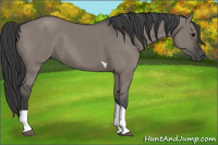 Horse Color:Grullo Tobiano 