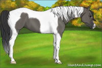 Horse Color:Grullo Tobiano 