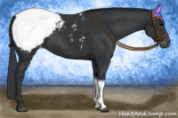 Horse Color:Black Tobiano Appaloosa 