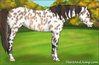 Horse Color:Bay Dun Appaloosa 