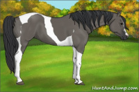 Horse Color:Grullo Tobiano 