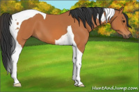 Horse Color:Bay Tobiano 
