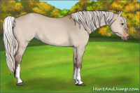 Horse Color:White Spotted Silver Bay Dun Rabicano 