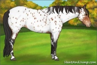 Horse Color:White Spotted Bay Appaloosa 