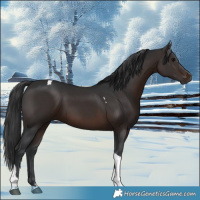 Horse Color:Brown Tobiano 