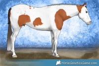 Horse Color:Bay Splash Tobiano 