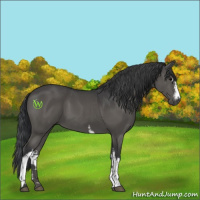 Horse Color:White Spotted Black 