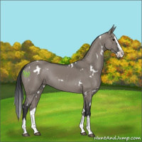 Horse Color:White Spotted Grullo Splash 