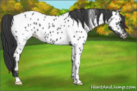 Horse Color:Black Appaloosa 