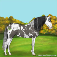 Horse Color:White Spotted Grullo Splash 