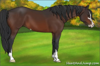 Horse Color:Brown Sabino